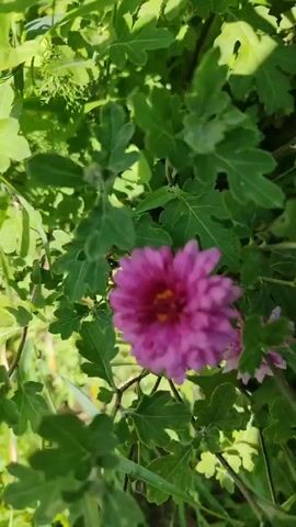 A close-up video shows a vibrant pink chrysanthemum bloom surrounded by lush green leaves. The camera moves slightly, shifting the focus between the main flower and a smaller bud or bloom in the background. The lighting suggests an outdoor setting, likely a garden, with dappled sunlight filtering through the foliage. The flower's petals are tightly packed and have a rich, textured appearance. The overall impression is one of natural beauty and delicate detail.