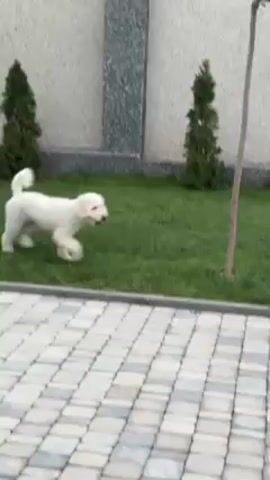 A white dog walks from the grass to a paved area, stops, and walks forward again. The dog appears to be of medium size and has fluffy fur. The ground is paved with rectangular bricks of various light gray and dark gray shades. Behind the dog is a grassy area with two small evergreen trees and a tall thin tree. A concrete wall, parts of which are covered with dark gray gravel, runs along the back of the scene. There is a faint sound of music in the background.