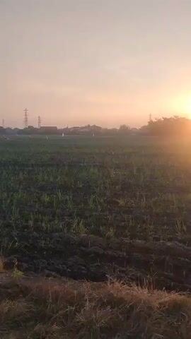 The video captures a rural landscape at sunrise or sunset, with the sun a bright orb on the right side of the frame, casting a warm glow. In the foreground, there is tilled soil and some sparse green vegetation. In the middle ground, a person is riding a bicycle. The person appears to be a woman wearing a red top and has her hair in a bun. She is facing towards the left of the frame, seemingly looking out at the landscape. In the background, there are some houses and tall power line towers. The sky is a clear gradient of orange and yellow. The video is a vertical, mobile recording.