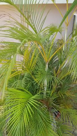 The video shows a collection of plants and objects in an outdoor space. It begins with a close-up of a green palm tree. The camera then pans to the right to reveal a cactus growing in a white pot, surrounded by other green plants. In the background, there are two gas cylinders, one orange and one red. A metal railing is also visible, as is a tiled, hexagonal pavement. Finally, the camera shows another plant with yellow and green leaves in a white pot.