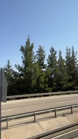 A side-view of a highway, captured from a moving vehicle, shows a clear blue sky and a dense line of green pine trees bordering the road. The road itself is paved with white lane markers and a metal guardrail separates it from the viewer's perspective, which is slightly elevated. A white car is visible on the highway, and to the right, a curve warning sign with red and white chevron arrows is mounted on a post. The camera continues to move forward, with the landscape and road shifting in the frame.