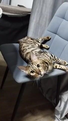 A Bengal cat is sprawled on its back on a grey chair, looking up at the camera. The cat has a striped pattern on its fur and large, round eyes. It appears to be playful or curious, and its mouth is slightly open as if it is meowing or yawning. The chair has four dark legs and is positioned in what appears to be a living room, with a grey curtain in the background.