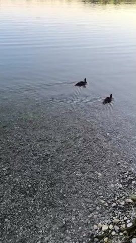 The video begins with a view of a body of water, possibly a lake, with a rocky shoreline. The water is calm with gentle ripples. In the distance, the shore is lined with trees. The main focus of the video is on several ducks swimming in the shallow, clear water. Two ducks are visible swimming in unison, leaving small wakes behind them. Another duck is further to the left, partially obscured. The camera pans slightly to follow the movement of the ducks. The lighting suggests it is daytime, possibly late afternoon or early morning, given the soft light.