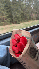 Red tulips carried on train through Belarus countryside