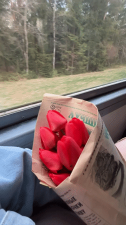 Red tulips carried on train through Belarus countryside