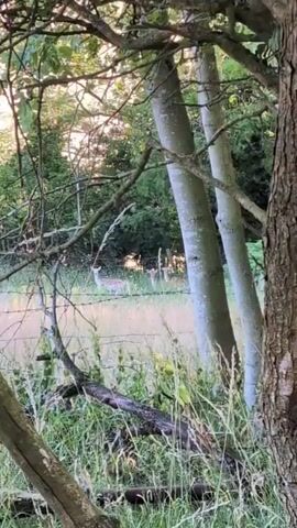 The video shows a group of fallow deer in a field behind a barbed wire fence. The deer are spotted and appear to be grazing. The sun is setting, casting a warm glow on the scene. The foreground is filled with trees and grass, partially obscuring the view.