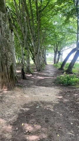 A pathway lined with trees extends into the distance. The trees have rough, textured bark and are covered with green leaves, forming a canopy overhead that allows dappled sunlight to reach the ground. The pathway is made of dirt and gravel, with some leaves scattered on its surface. The environment appears to be a forest or park with lush vegetation.