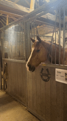 Routine horse care and maintenance observed at Belgian stable