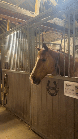 Routine horse care and maintenance observed at Belgian stable
