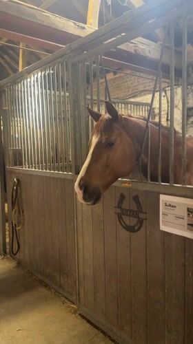 Routine horse care and maintenance observed at Belgian stable