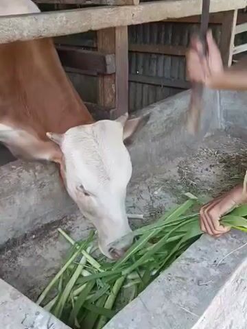 The video shows a brown and white cow in a wooden pen eating grass from a concrete trough. A person is standing outside the pen, feeding the cow handfuls of long, green grass. The cow is actively eating the grass. The setting appears to be a rural area.