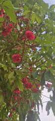 Flowering tree with pink blossoms documented in Tinaquillo, Venezuela