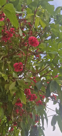 Flowering tree with pink blossoms documented in Tinaquillo, Venezuela