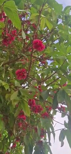 Flowering tree with pink blossoms documented in Tinaquillo, Venezuela