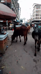 Cows roam Nairobi streets, feed on garbage piles