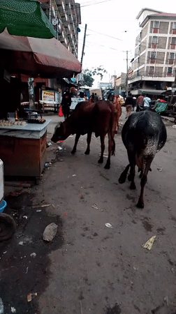 Cows roam Nairobi streets, feed on garbage piles