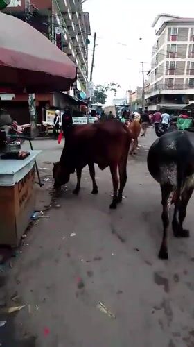Cows roam Nairobi streets, feed on garbage piles