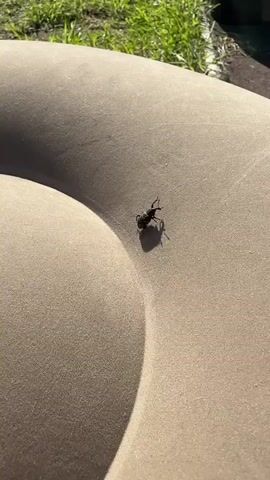 A dark-colored weevil crawls from the top left corner of a beige surface to the top right. Grass is visible in the background, out of focus.