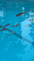 Sochi ornamental pool and mirrored sculptures draw a crowd