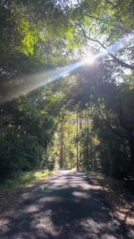 The video shows a paved road winding through a dense forest. Tall trees with lush green foliage line both sides of the road, creating a canopy overhead. Sunlight streams through the leaves, casting dappled shadows on the asphalt. The road appears to be empty, with no vehicles or people visible. The environment is natural and serene, suggesting a peaceful, secluded location. The overall impression is one of natural beauty and tranquility.
