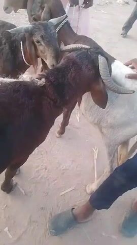 Here's a breakdown of the video:

The video shows a group of goats in what appears to be an outdoor market or gathering place. Several men are handling the goats, some holding them by ropes or collars. The goats vary in color (brown, black, white), and many have horns. The ground is sandy or dirt-covered. There are buildings and vehicles in the background, indicating an inhabited area. A red plastic bowl sits on the ground. The camera moves around, offering different perspectives of the goats and the people interacting with them. There's general activity and movement of both people and animals within the frame.