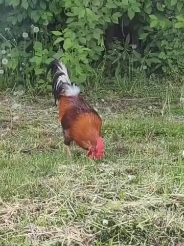The video shows a rooster pecking at the grass on a lawn while two chickens stand nearby. The rooster is brown and has a white and black tail. The chickens are light brown. There is green vegetation in the background. The grass on the lawn is a mix of green grass and brown dry grass.
