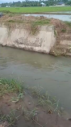 The video shows a canal or waterway with muddy water. On the right side of the waterway, there is a concrete structure with several steps leading up to a higher level. The concrete structure is partially covered with dry vegetation and dirt. Beyond the concrete structure, a lush green rice paddy field is visible, with scattered houses and trees in the background. The sky is overcast, suggesting a cloudy day. The camera is positioned at water level, looking towards the concrete structure and the rice paddy.