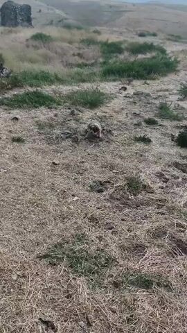 A video shows a tan puppy emerging from a hole in the ground. It is in a dry, grassy area with rocks and a large hill in the background. The puppy then runs up a rocky incline. Another puppy, with brown and white markings, is seen lying down on the rocks. The video appears to be filmed outdoors in a natural setting.