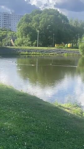 The media file captures a serene outdoor scene on a cloudy day. The primary subjects are a group of ducks swimming in a tranquil lake, leaving ripples on its surface. The lake is bordered by a grassy bank in the foreground and a line of lush green trees and a building in the background. The water reflects the sky and surrounding greenery, creating a peaceful ambiance.

In the distance, a building is visible, possibly an apartment complex, and some yellow and green structures that might be tents or temporary shelters. There are also streetlights along the edge of the lake, suggesting it's a park or a recreational area. The presence of clouds indicates it's likely afternoon or late morning, with the sun occasionally breaking through, casting dappled light on the water. The overall mood is calm and natural, offering a glimpse of everyday life in a suburban or semi-rural setting. No visible text is present in the media. The location context of Marushkino, Russia, further grounds the scene in a specific geographical setting.
