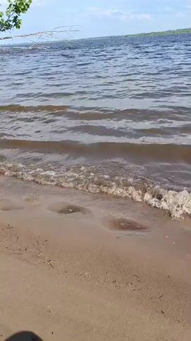 A video shows gentle waves lapping at a sandy shore under a partly cloudy sky. The water is a murky brown, and the sand is a light tan. A tree branch hangs from the upper left corner of the frame. No people or other objects are visible.
