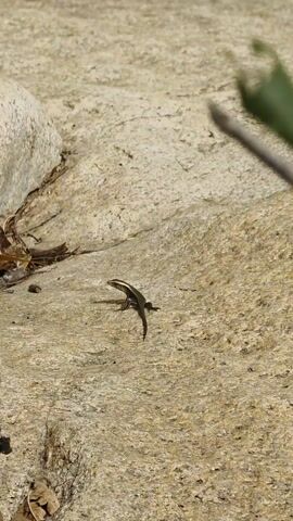 A lizard is observed in a natural outdoor setting, moving across a tan-colored, textured rock surface. Initially, the lizard is fully visible. It then quickly moves away from the camera's view, disappearing into a crevice between two rocks. The surroundings include dried leaves and bits of debris scattered on the rock surface. The scene is well-lit, suggesting a sunny day.