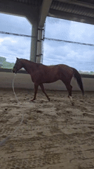 Horse training sessions documented at Belgian equestrian facility