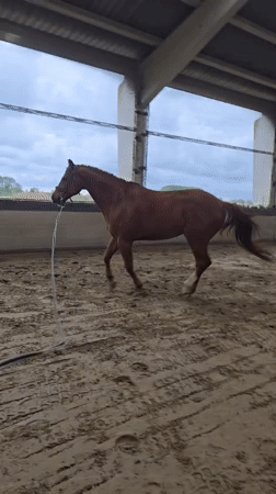 Horse training sessions documented at Belgian equestrian facility