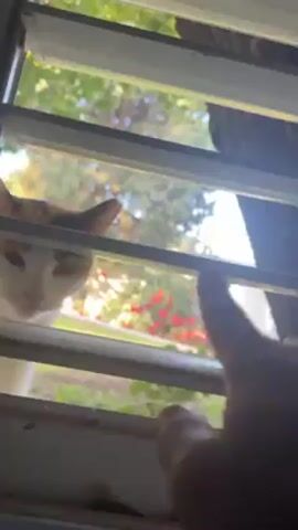 A medium shot framed by the interior of a window with horizontal slats shows a white and orange cat outside, viewed through the gaps. A hand is visible inside, near the window slats. The cat is looking down through the window, its face close to the glass. Outside, there is greenery and red flowers are visible. The window frame is white and the slats are slightly open, allowing a glimpse of the outside world.