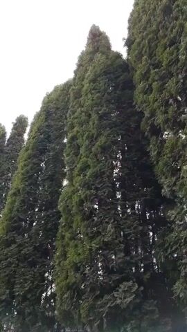The video begins with a view looking up at a row of tall, narrow, evergreen trees against a bright, overcast sky. The camera then shifts to a lower angle, revealing the face of a bald man. He appears to be outside, with a multi-story building visible in the background. The building has large windows reflecting the sky, and the overall scene is lit by daylight.