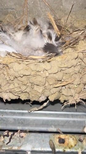 Morning life documented in Kaspiysk: nesting birds, maps, playing child