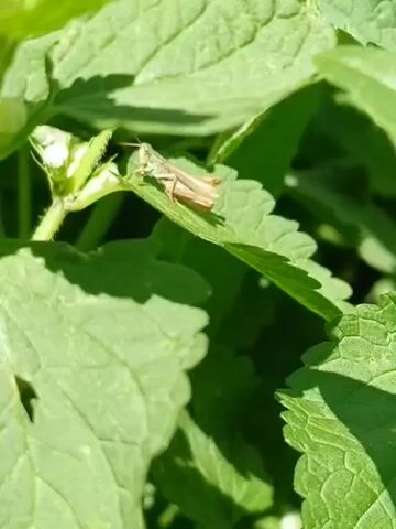 A small grasshopper is perched on a green leaf. The grasshopper is light brown in color and has its legs tucked underneath it. The leaf is wide and has a serrated edge. There are other green leaves in the background, some of which are out of focus. The lighting suggests it is daytime and sunny.