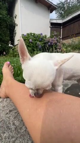 A close-up shot captures a small white Chihuahua dog licking a person's bare leg. The person's left leg is visible in the foreground, resting on a stone surface. The dog's head is turned towards the leg, with its tongue extended and touching the skin. The background shows a garden area with green foliage, purple and pink flowers, and a white building with a wooden fence. A white bird is partially visible in the far left background. The lighting suggests an outdoor, daytime setting.