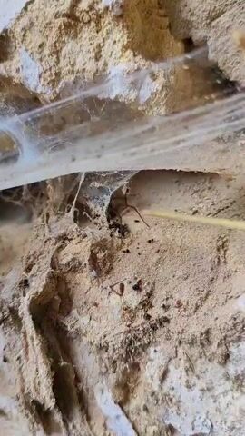 The video shows a close-up view of a spider web and a spider in a crevice in a rough, textured surface. A thin, yellow object, possibly a straw or a stick, is gently touching the web. The spider is dark in color and has visible legs. The web is delicate and appears to be in a dusty, uneven environment. The camera moves slightly, showing different angles of the spider and its web.