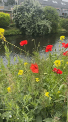 Spring flowers bloom along Noordwijk waterways and gardens