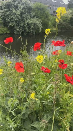 Spring flowers bloom along Noordwijk waterways and gardens