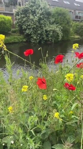 Spring flowers bloom along Noordwijk waterways and gardens