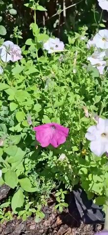 The video shows a close-up of petunia flowers in a garden. The flowers are in various shades of pink and white, with green leaves and stems visible. The lighting suggests it is daytime. The camera focuses on the blooms, some of which are in full flower, while others appear to be budding. The overall impression is of a vibrant and healthy plant display.