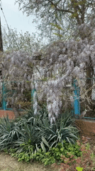 Spring blooms documented in Taman gardens and roadside