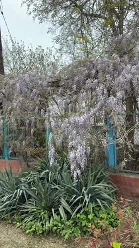 Spring blooms documented in Taman gardens and roadside