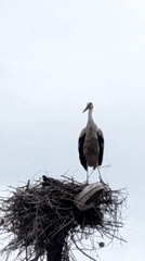 Stork spreads wings in lamp post nest