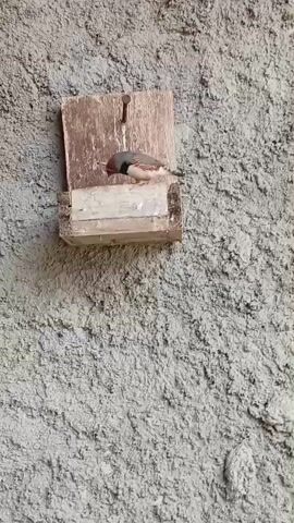 A bird is perched on a wooden birdhouse attached to a textured gray wall. The birdhouse is small and appears to be made from scraps of wood. A nail secures the top of the birdhouse to the wall. The bird is facing towards the right of the frame and appears to be looking out from the birdhouse. The wall has a rough, stucco-like finish.
