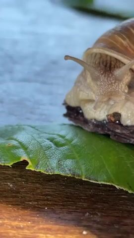 A close-up video shows a garden snail on a leaf. The snail is in the foreground, with its shell visible at the top right. Its body is light brown and slimy, and it has two antennae sticking out of its head. The snail is slowly moving across a green leaf, which is in focus. The leaf appears to be slightly damaged on the left side. The background is blurry and shows a wooden surface. The lighting is natural, suggesting it is outdoors.