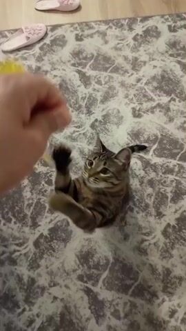 A tabby cat sits on a patterned rug, looking up at a hand holding a yellow yarn ball toy. The hand dangles the toy, and the cat bats at it playfully with its paws. The cat is brown and black striped with green eyes. The rug is grey and white with a marbled pattern. In the background, two pink slippers are visible. The scene appears to be indoors.