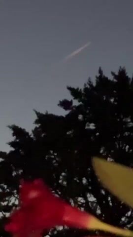 The video captures a narrow, glowing object streaking across a dusky sky. The object is elongated and appears to be moving from the top right to the bottom left of the frame. A silhouette of a tree with dark foliage dominates the lower portion of the image, with hints of blurred red and yellow in the foreground, suggesting flowers or leaves. The sky is a gradient of dark blue to lighter gray. The lighting indicates it is either dawn or dusk.